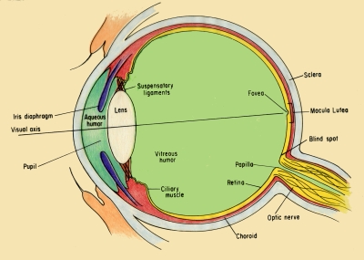 Anatomy of eye