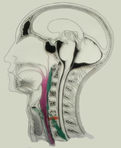 Head and neck