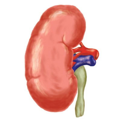 Kidney